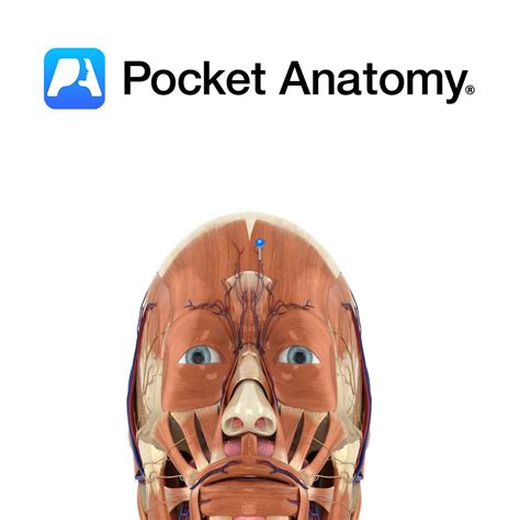 angular artery pocket anatomy