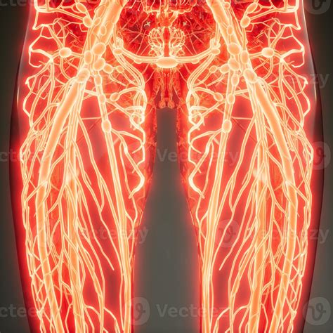 Quantos Km De Vasos Sanguíneos Tem O Corpo Humano