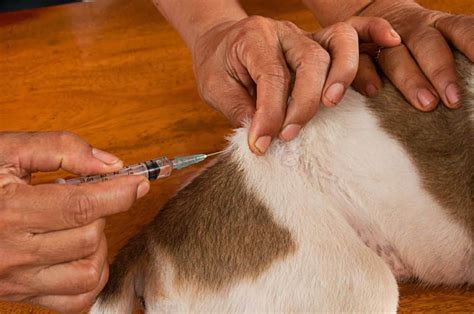 FunnyLand: 3 ways to save money on insulin for dogs