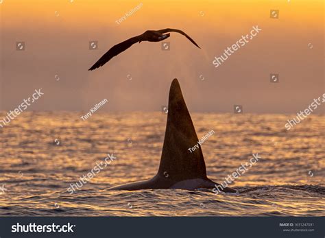 1,202 Orca Whale Breaching Images, Stock Photos & Vectors | Shutterstock