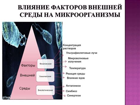 Жизнедеятельность микроорганизов - презентация онлайн