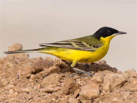 wagtail motacilla glenlivet wildlife
