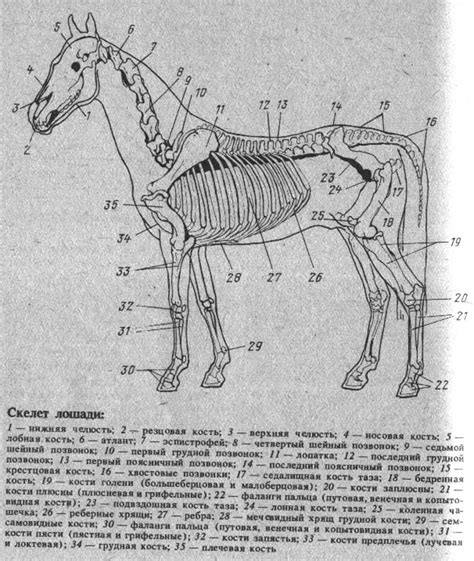 Скелет лошади