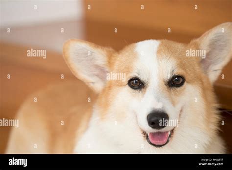 pet dog stock photo alamy