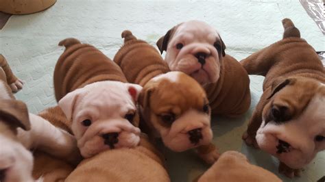Are English Bulldogs Born Without Tails