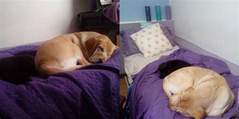 Hmm I wonder why I always wake up with a sore neck : r/AnimalsBeingSleepy