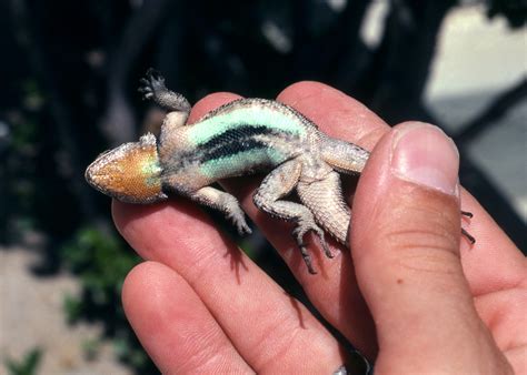 BYU prof co-authors Science paper showing climate-induced lizard
