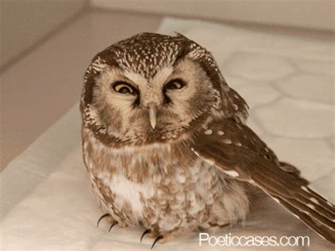 funny animals gif find  gifer