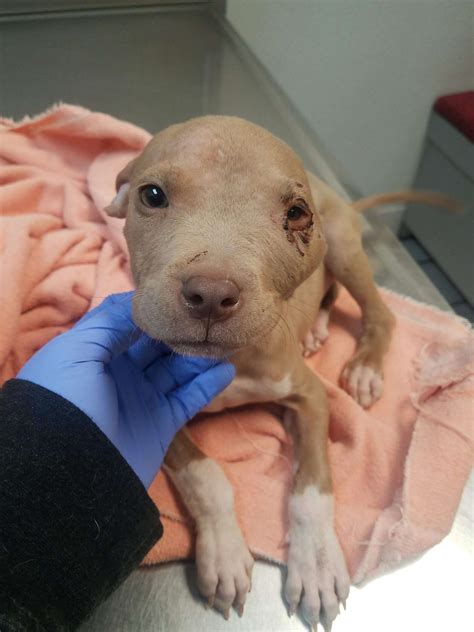 Pit Bull Puppy Wears The Tiniest Leg Braces To Help Him Grow Strong