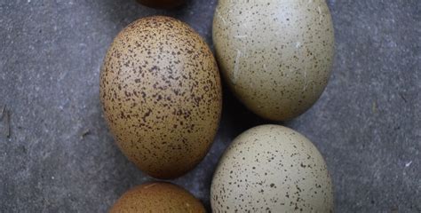 Olive Egger Hatching Eggs F1-F7 (Dozen) | mysite