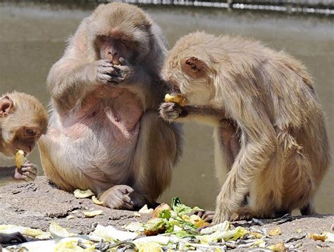 Fat monkeys