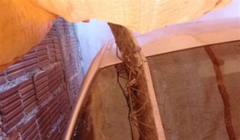 peco ajuda de cada um  estar ajudando um amigo vaquinhas