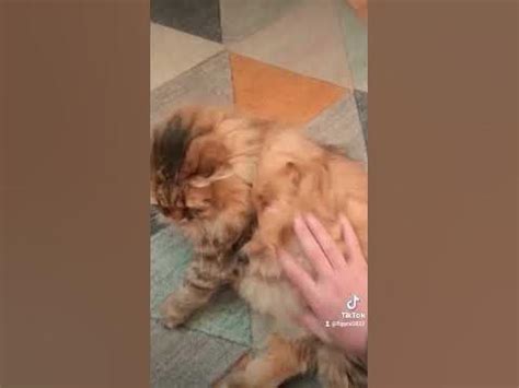 жирный кот - YouTube