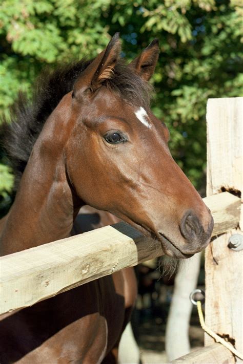 foal examinations equine vet  medina renier equine