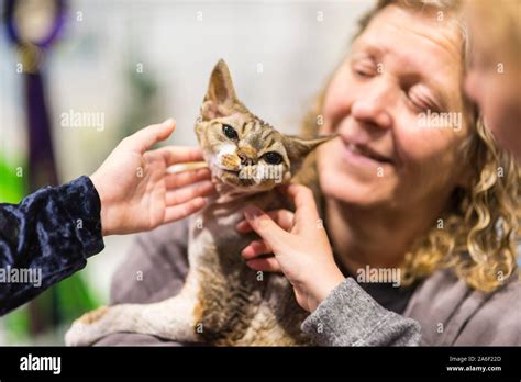 cat   owner stock photo alamy