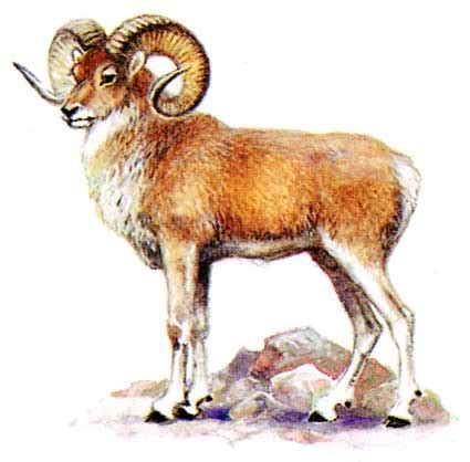Баран казахстанский — Wikihunt