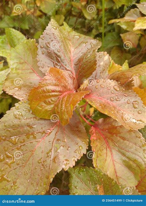 Acalypha Copper Leaf in Water Drop with Nature Stock Image - Image of