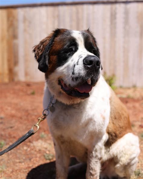 HERO Dog Training | Los Angeles CA