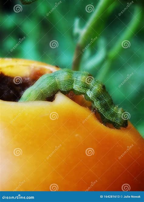 Green Caterpillar Treating Itself To a Red Garden Tomato Stock Image