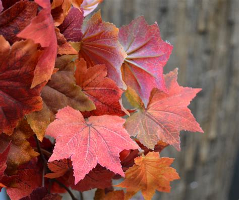 vaher  cm telli parim kunsttaim