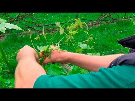 Первая подвязка винограда - YouTube