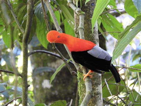 Visiting an Andean Cock-of-the-rock lek in Jardin, Colombia — The