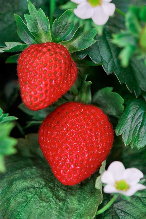 Plenty completes restructuring, emerges from chapter 11