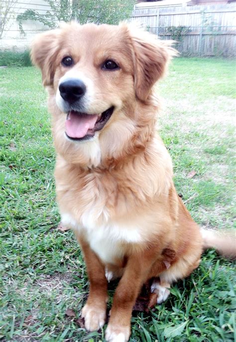 Pomeriaan Golden Retriever Mix