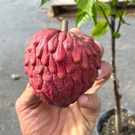 Atemoya Tropical Exotic Fruit Plant 'Annona Atemoya Gefner'