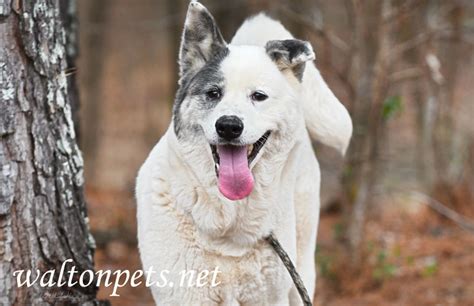 Waltonpets Adoptable Animals - WALTONPETS.NET
