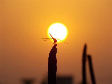 how to make a flying machine in minecraft 10