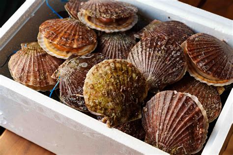 The 3 Types of Shellfish & Their Unusual Friendship with Salmon