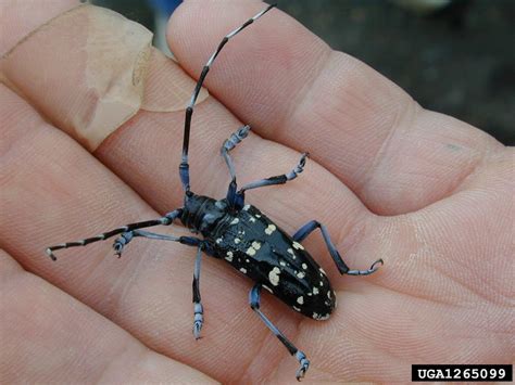 asian long horned beetle center  invasive species research
