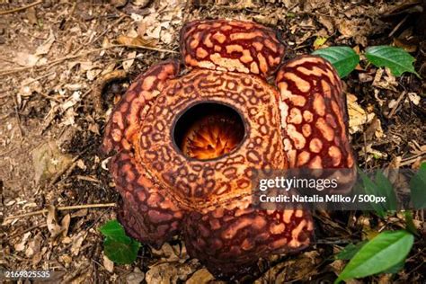 sibu sarawak stock  high res pictures  images getty images
