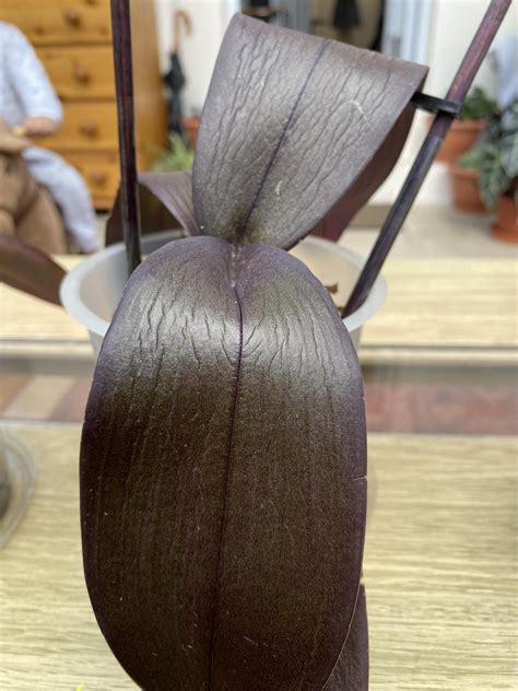 How do I fix this dehydration? : r/orchids
