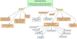 Что такое эпигенетика?: aging_genes — LiveJournal