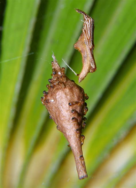 Parasitic Wasps | Central QLD Coast Landcare Network