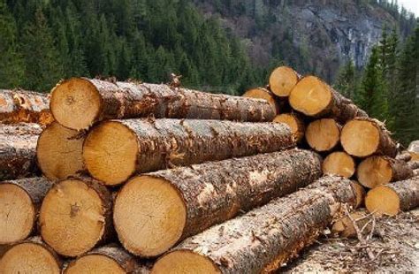 considers adding   timber dailyguide network
