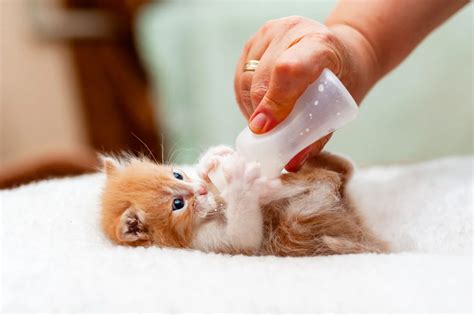 Essential Kitten Care Tips for Pet Owners
