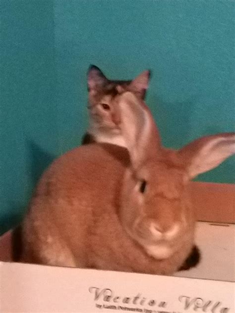 My bunny's kitten just came back an overnight vet stay, he's not happy