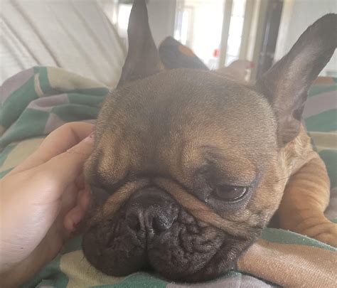 I adore this little lump of dog. : r/Frenchbulldogs