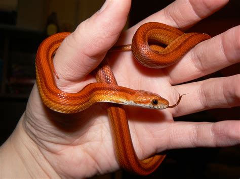 Corn Snake Pet