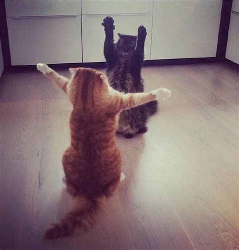 PsBattle: These Two Cats Stretching : r/photoshopbattles