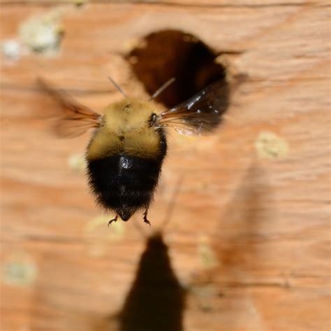 Bumble Bee Box Monitoring — Alberta Native Bee Council