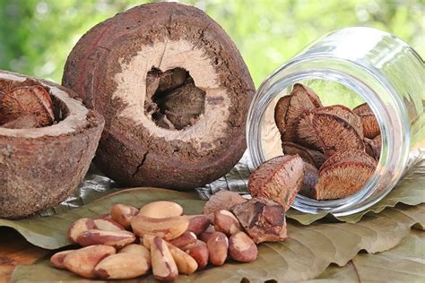 Qual Castanha Tem Mais Proteina - Farinha de castanha-do-brasil tem 60% mais proteína que a de trigo ...