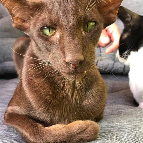 ФОТО: Коты грузины — Gorodprizrak