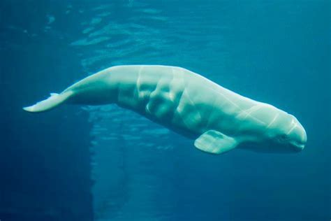 Shedd Baby Beluga Naming Contest: Chicago's Aquarium Asking For Help ...