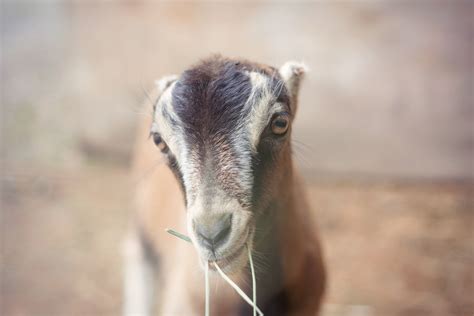 Puget Sound Goat Rescue