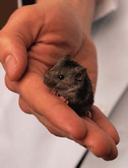 mouse gene encyclopedia takes  science aaas