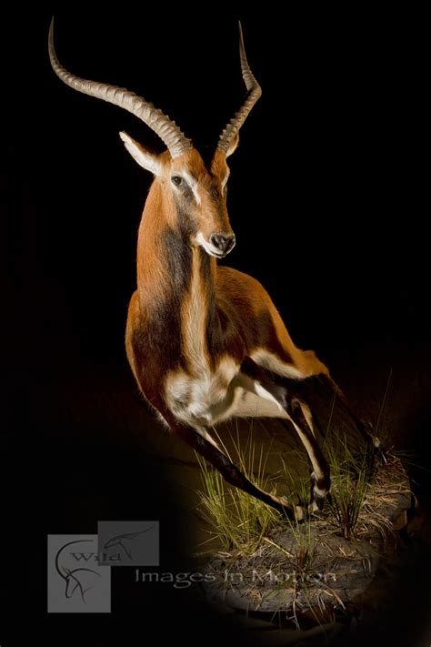 black lechwe wild images  motion